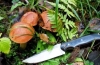 Nůž na houby: pravidla výběru a vlastnosti použití