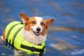Záchranné vesty pro psy